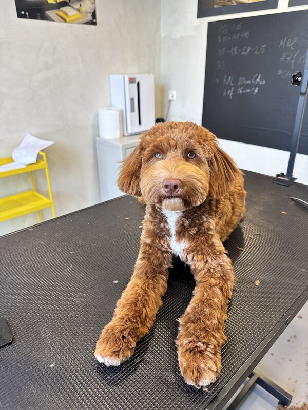 Australian Cobberdog nach der Pflege