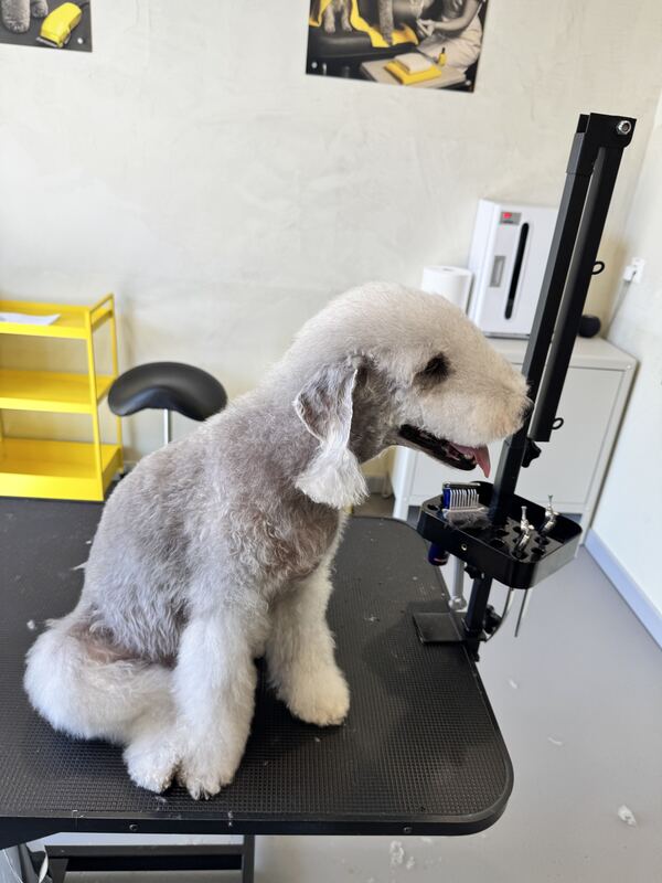 Bedlington Terrier nach der Pflege