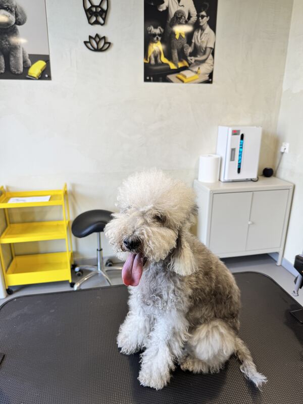 Bedlington Terrier vor der Pflege