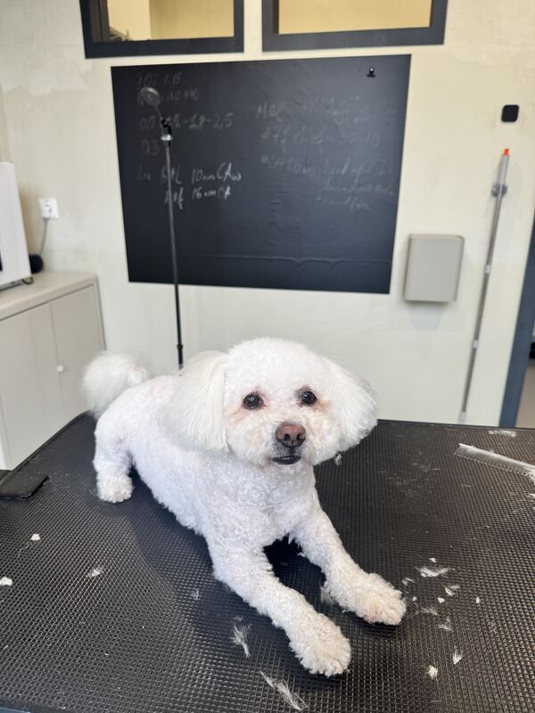 Bichon Frisé nach der Pflege