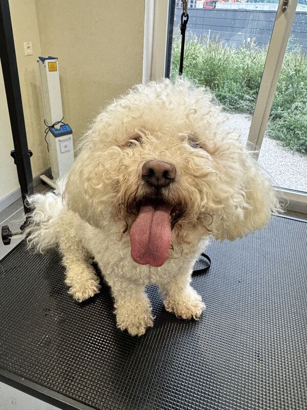 Bichon Frisé vor der Pflege