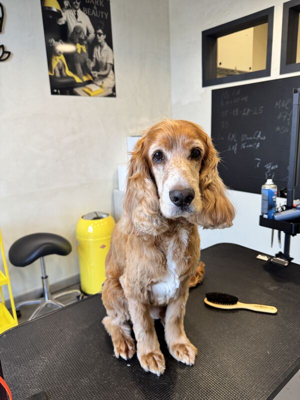 Cocker Spaniel nach der Pflege