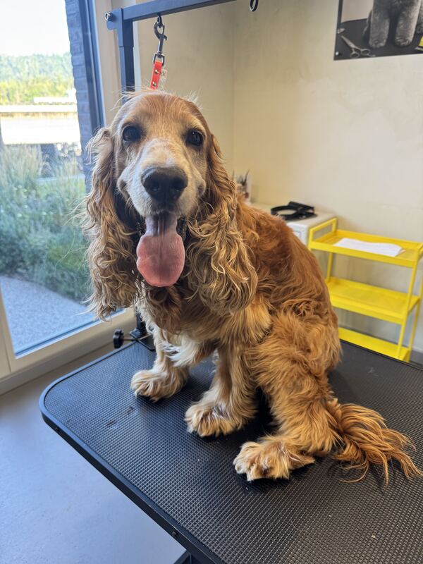 Cocker Spaniel vor der Pflege