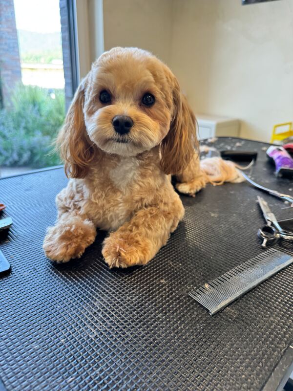 Maltipoo nach der Pflege