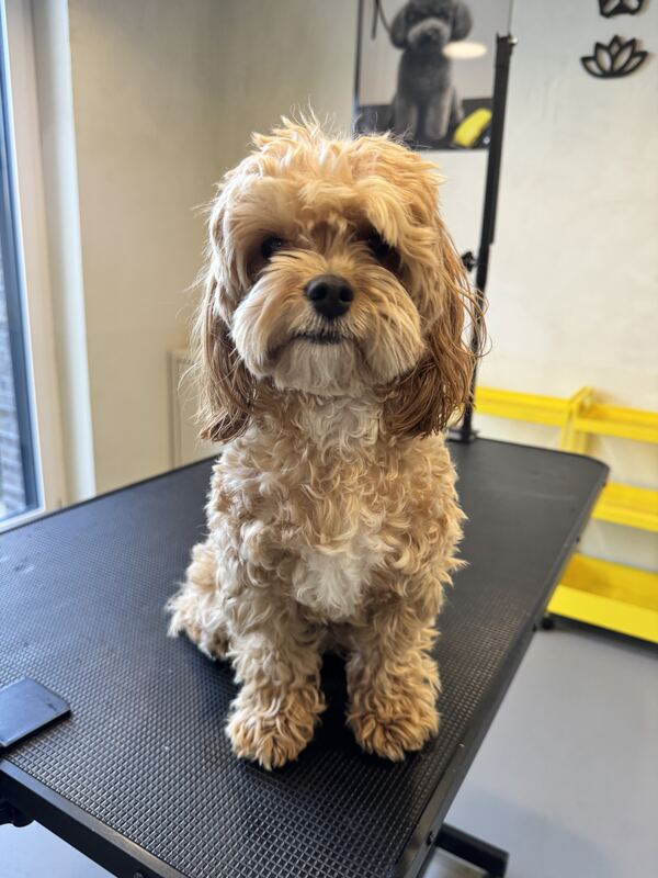 Maltipoo vor der Pflege