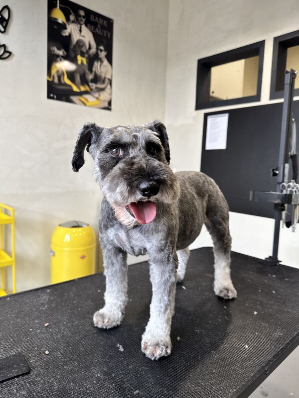 Schnauzer nach der Pflege