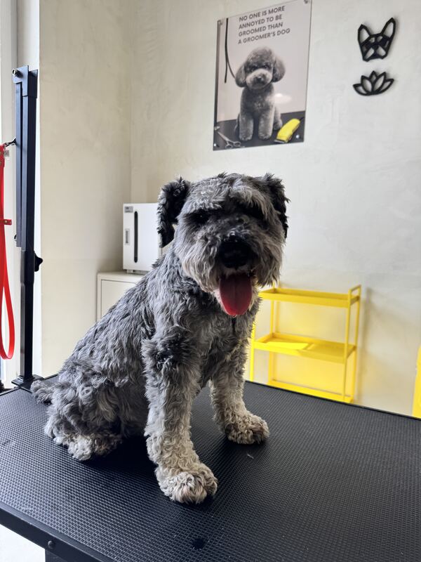 Schnauzer vor der Pflege