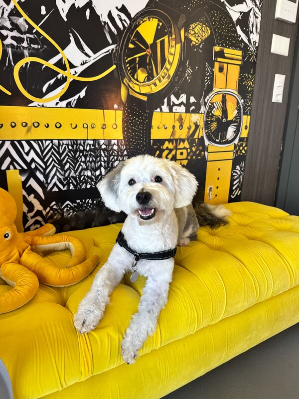 Sheepadoodle nach der Pflege