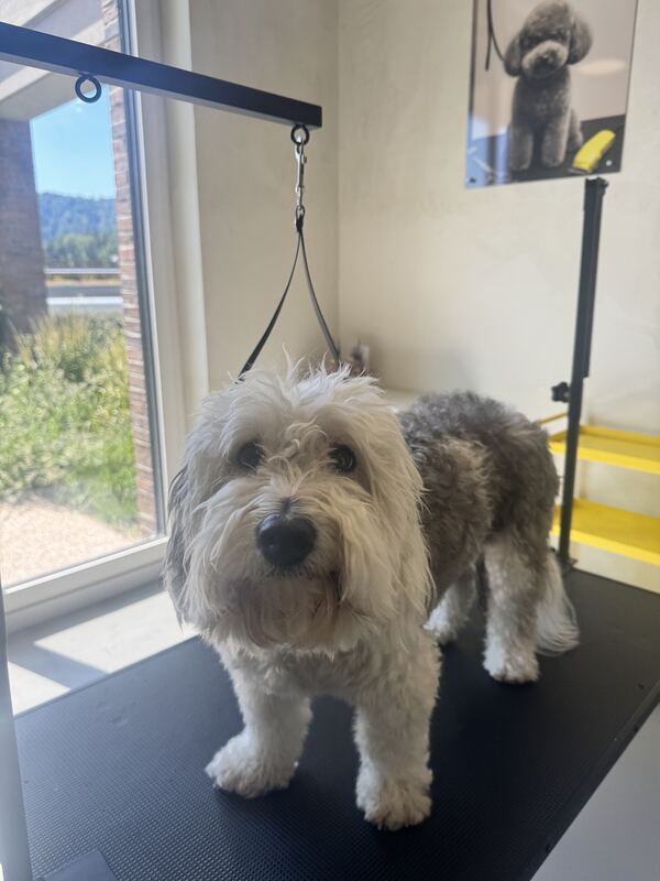 Sheepadoodle vor der Pflege