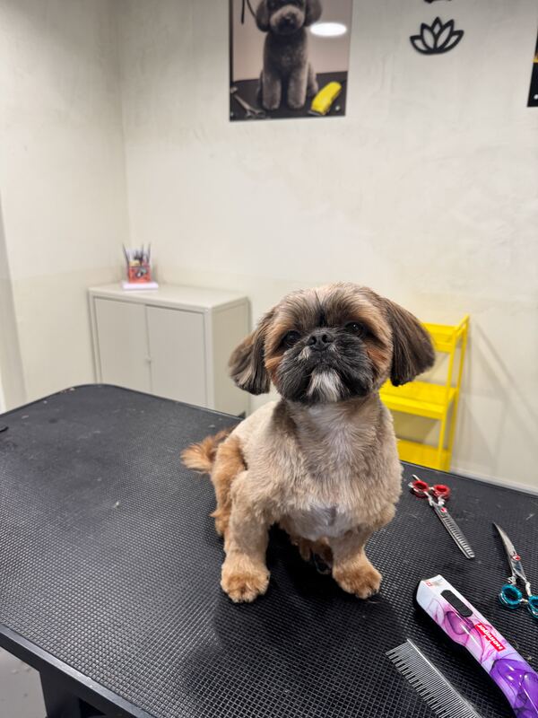 Shih Tzu nach der Pflege