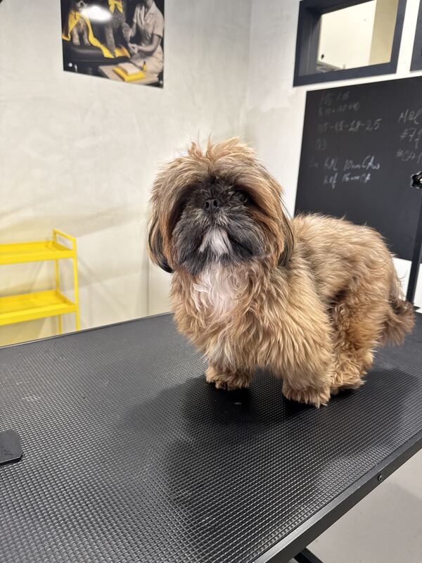 Shih Tzu vor der Pflege