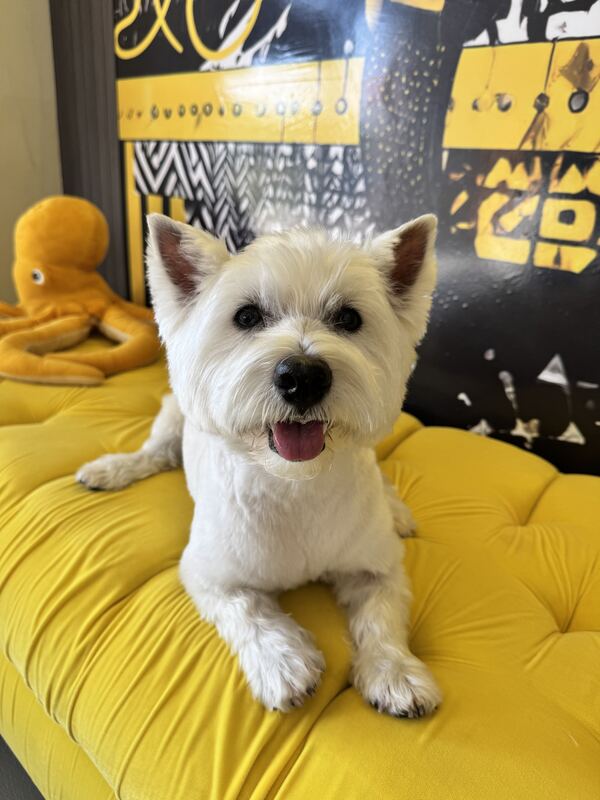 West Highland White Terrier nach der Pflege