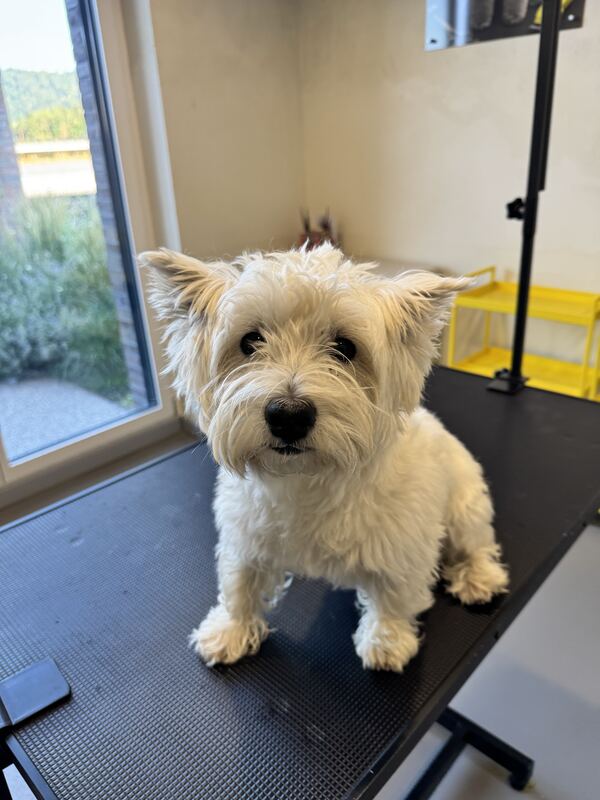 West Highland White Terrier vor der Pflege