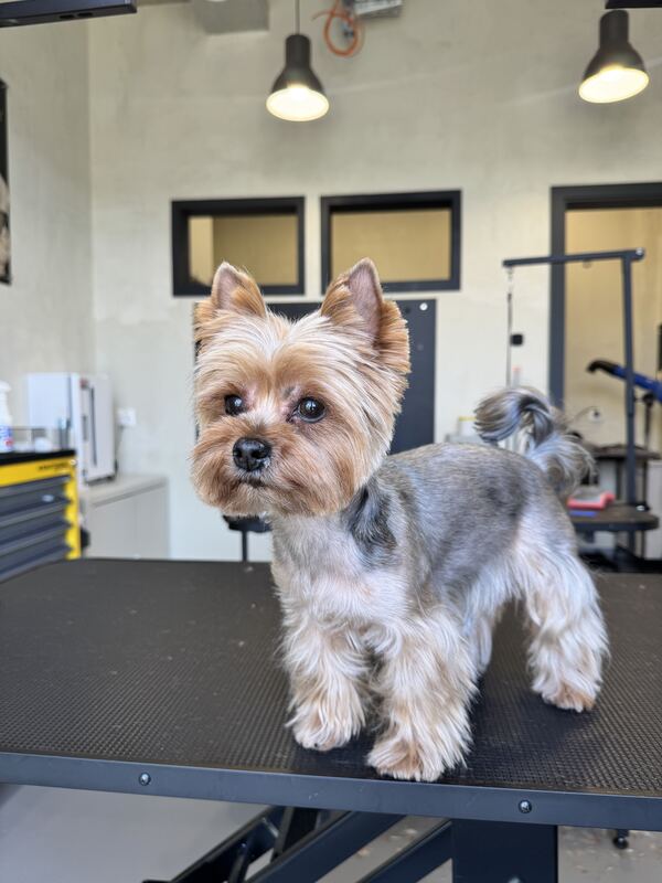Yorkshire Terrier nach der Pflege