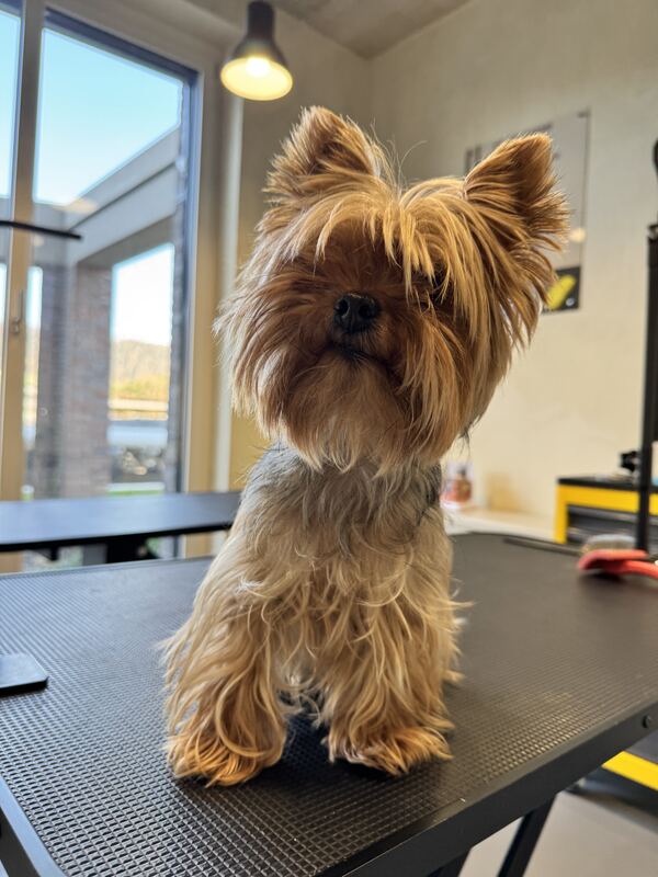 Yorkshire Terrier vor der Pflege